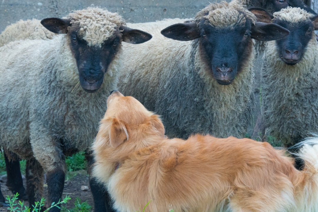 découvrez les bienfaits de la thérapie par les animaux, une approche naturelle pour améliorer votre bien-être mental et émotionnel grâce à la compagnie des animaux.
