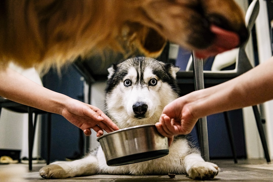 découvrez les bienfaits de l'animal thérapie, une approche douce pour améliorer le bien-être physique et émotionnel grâce à la présence des animaux.