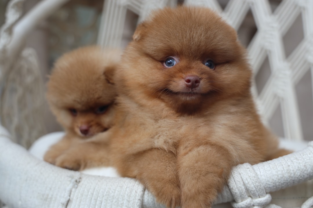 trouvez un éleveur de chiens professionnel et passionné pour adopter votre futur compagnon à quatre pattes. conseils, races, santé et bien-être des chiots.