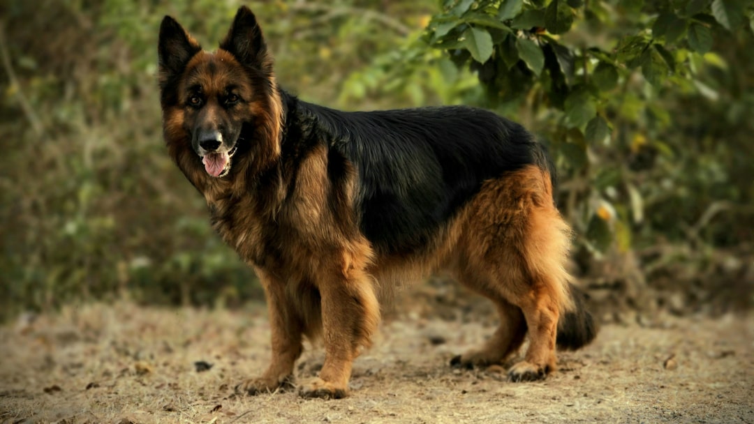 découvrez l’élevage de chiens : conseils sur le choix d’un éleveur, les races, la santé des chiots, et les étapes pour adopter un compagnon équilibré et heureux.