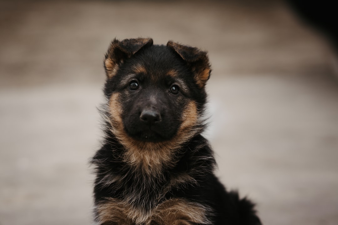 découvrez un éleveur de chiens passionné offrant des chiots de qualité, élevés avec soin et amour. trouvez le compagnon idéal pour votre famille et bénéficiez de conseils d’experts sur l’adoption, l’éducation et le bien-être canin.
