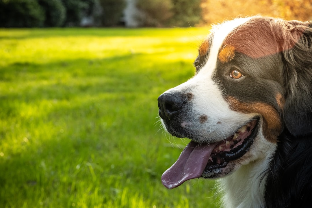 découvrez tout ce qu'il faut savoir sur l'élevage de chiens : conseils pratiques, choix des races, adoption responsable, et astuces pour trouver un éleveur de confiance.