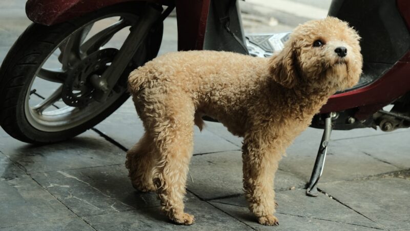 découvrez nos services professionnels de toilettage pour chiens, pour un compagnon propre, sain et heureux. prenez rendez-vous avec notre toiletteuse experte dès aujourd'hui !