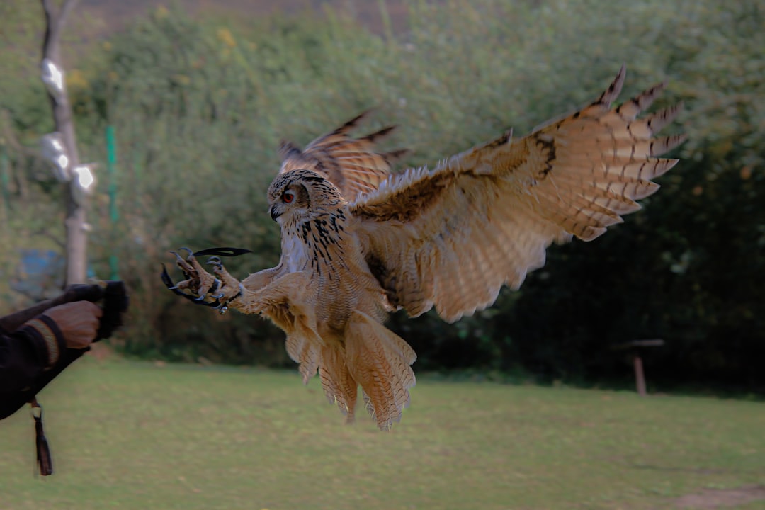 découvrez l'art ancestral de la fauconnerie : histoire, techniques de dressage des rapaces, méthodes de chasse, et passionnés de ce noble sport.