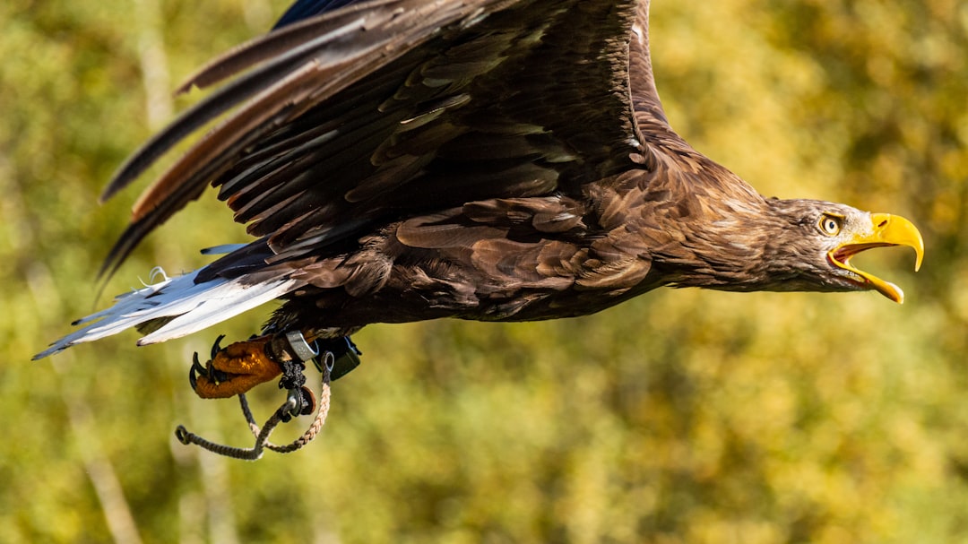 découvrez l'art ancestral de la fauconnerie, une pratique fascinante où l'homme et l'oiseau de proie collaborent pour la chasse et le respect de la nature.