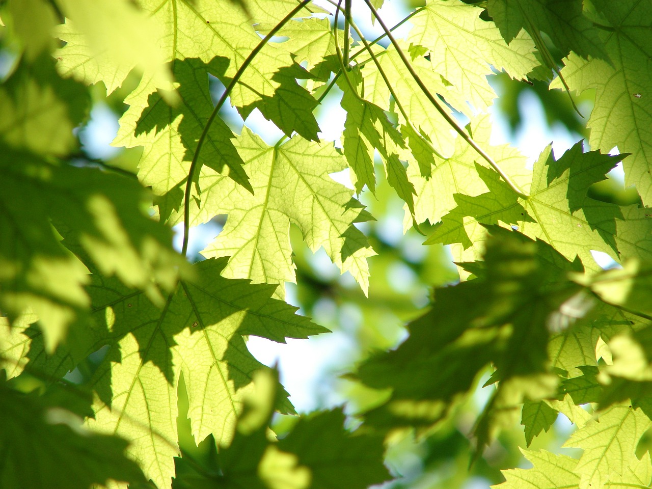 formation plantes