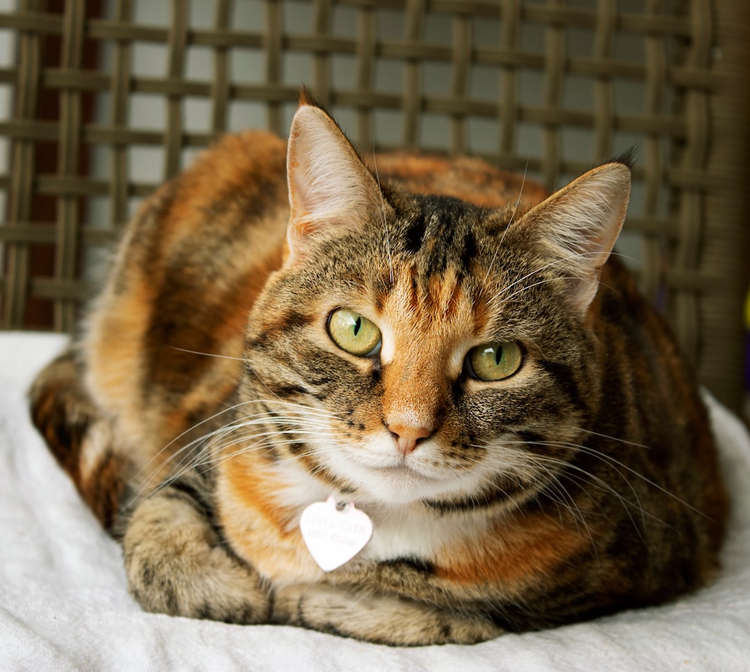 service de pet sitting fiable et attentionné pour prendre soin de vos animaux à domicile pendant votre absence.