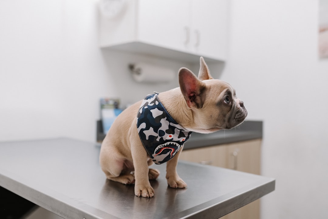 dĂ©couvrez nos services vĂ©tĂ©rinaires professionnels pour le soin et le bien-ĂȘtre de vos animaux de compagnie. expertise et compassion au rendez-vous.