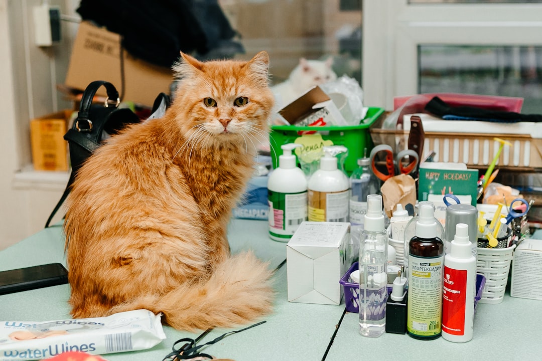 dĂ©couvrez nos services vĂ©tĂ©rinaires experts pour le bien-ĂȘtre de vos animaux. soins, conseils et traitements adaptĂ©s Ă chaque besoin.
