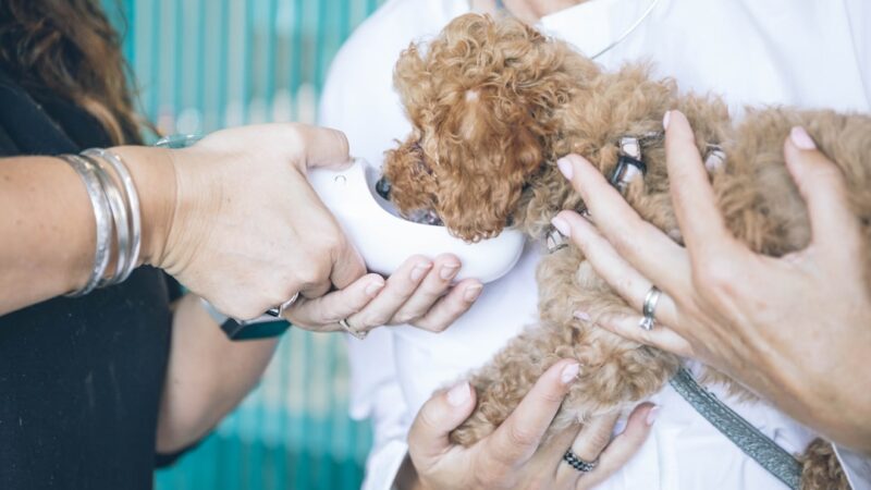 services vétérinaires professionnels pour le soin et la santé de vos animaux. expertise, compassion et soins personnalisés adaptés à chaque espèce.