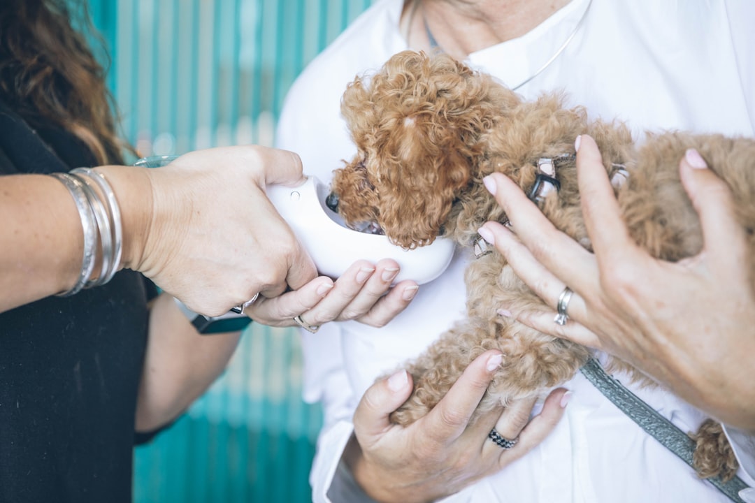 services vétérinaires professionnels pour le soin et la santé de vos animaux. expertise, compassion et soins personnalisés adaptés à chaque espèce.