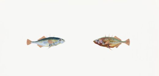 explorez les études en zoologie pour comprendre le comportement, la physiologie et la diversité des animaux à travers des recherches scientifiques approfondies.